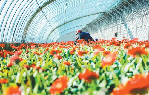七里河村的 花樣 致富路