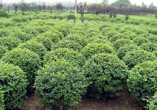 滄州花卉苗木綠化苗木