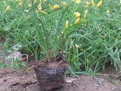 廠家直銷金娃娃萱草,哪里有賣:山東宿根地被圖片|廠家直銷金娃娃萱草,哪里有賣:山東宿根地被產品圖片由青州市聚寶花卉苗木專業合作社公司生產提供