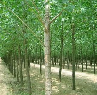 供應 耐寒綠化楊樹苗木