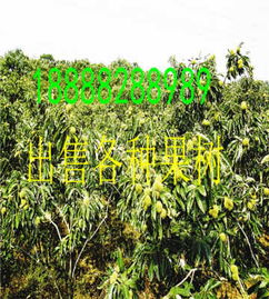 山東淄博板栗樹苗 新聞 產品