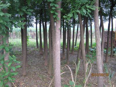 河南省鄢陵縣大馬鄉萬畝苗木基地