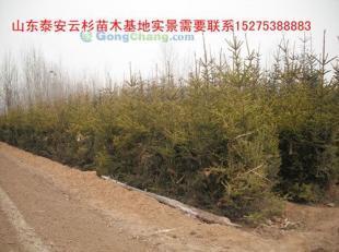 供應云杉|云杉樹苗|云杉苗木|紅皮云杉|供應云杉|山東云杉_紡織、皮革_世界工廠網中國產品信息庫