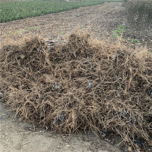 【批發(fā)矮化柱狀蘋果苗、批發(fā)矮化柱狀蘋果苗基地】- 