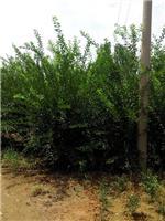 泰安劃算的榆葉梅供應(yīng):臨沂榆葉梅-山東科大苗木基地提供泰安劃算的榆葉梅供應(yīng):臨沂榆葉梅的相關(guān)介紹、產(chǎn)品、服務(wù)、圖片、價(jià)格山東3公分銀杏苗基地促銷裝歡迎咨詢136【4538】6501、百日紅、櫻花、白皮松、紅楓、法桐、