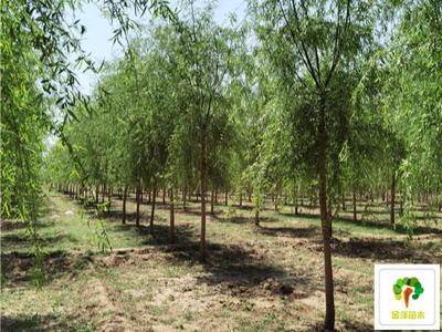 2公分柳樹價(jià)格3公分柳樹價(jià)格4公分柳樹價(jià)格_苗木產(chǎn)品圖片