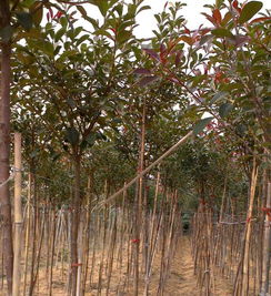 北方城市綠化樹苗批發(fā) 城市綠化樹苗 黃河苗木種植城市綠化樹種