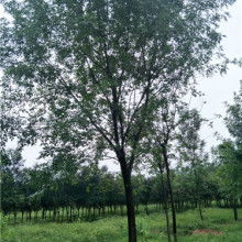 2019綠化苗木價格 報價 綠化苗木批發(fā) 第29頁 園林網(wǎng)