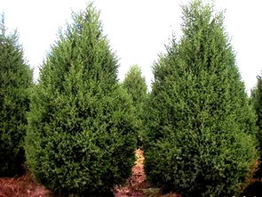 河南檜柏苗木基地 供應檜柏苗木