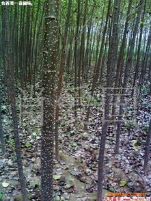 常綠喬木 落葉喬木 山東省誠信綠化苗木基地供應(yīng)常綠喬木第1頁