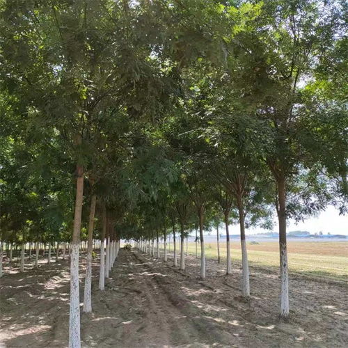 開(kāi)縣國(guó)槐20公分價(jià)格提供種植技術(shù)