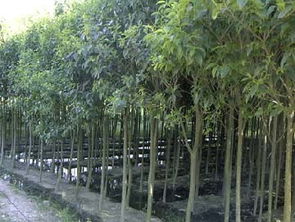 公司介紹 江蘇沭陽縣飛翔綠化苗木園藝場