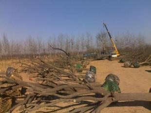 直銷毛白楊國槐白蠟千頭椿速生楊等苗木_農副產品_世界工廠網