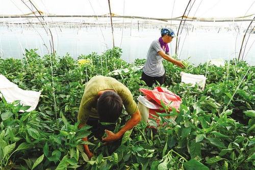 魏縣發展扶貧產業鞏固提升脫貧成果側記