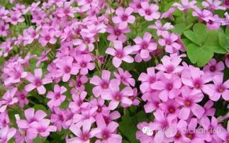 綠城集團園林軟景苗木圖譜,非常全面,值得借鑒 收藏