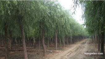 專業(yè).可靠.真實.信賴.奧森苗圃引領苗木風向