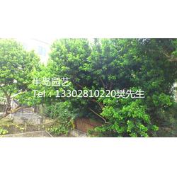 優質米蘭樹 半島苗木園藝綠化的綠色瑰寶