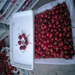 克拉瑪依市矮化櫻桃苗低價熱銷，品質保障助力林業種植