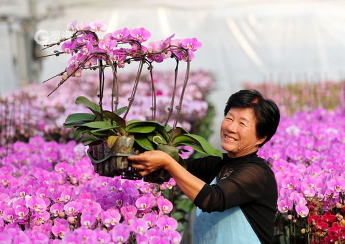 美麗經濟綻放 年宵花市場再升溫，花卉種植迎新春
